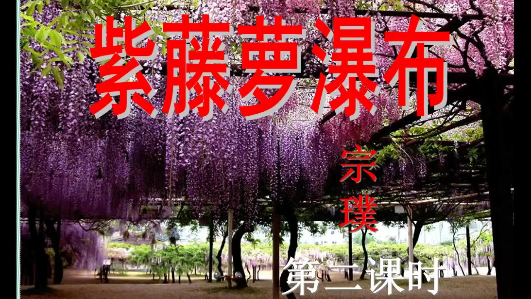 《紫藤萝瀑布》第二课时